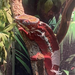 GTKA - Panther chameleon 190323