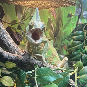 GTKA - Veiled chameleon 190323