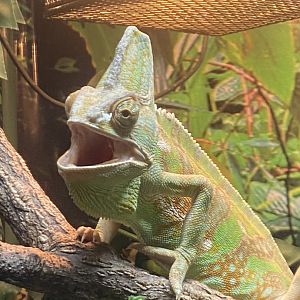 GTKA - Veiled chameleon 190323