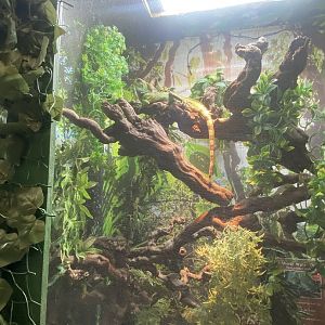 GTKA - Chinese water dragon exhibit 190323