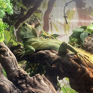 GTKA - Chinese water dragon 190323