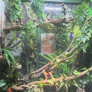 GTKA - Veiled chameleon exhibit 190323