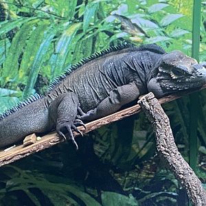 GTKA - Hispaniolan rhinoceros iguana 190323