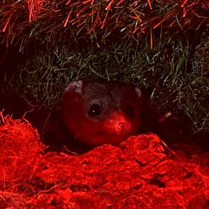 GTKA - Grey short-tailed opossum 190323