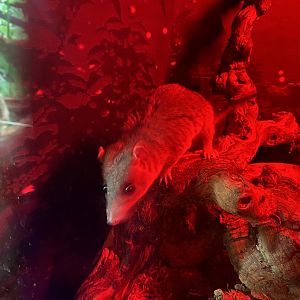 GTKA - Grey short-tailed opossum 190323