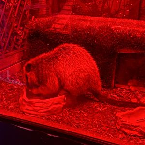 GTKA - Northern Luzon giant cloud rat 190323