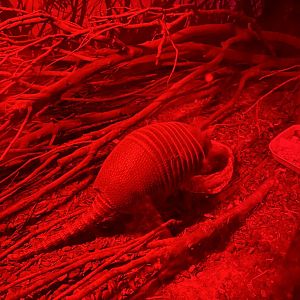 GTKA - Nine-banded armadillo 190323