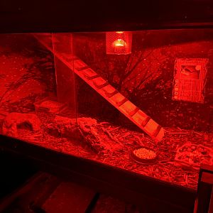 GTKA - Lesser Egyptian jerboa exhibit 190323