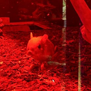 GTKA - Lesser Egyptian jerboa 190323