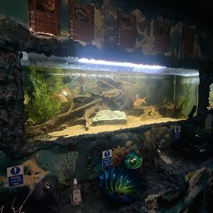 GTKA - Aquatic exhibit 190323