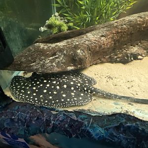 GTKA - White-blotched river stingray 190323