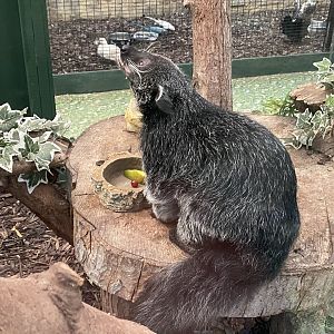GTKA - Binturong 190323
