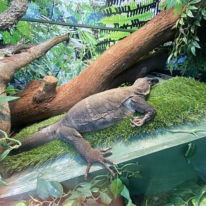 GTKA - Rough-necked monitor 190323