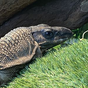 GTKA - Rough-necked monitor 190323