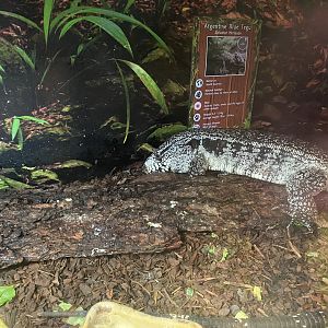GTKA - Argentine black and white tegu 190323