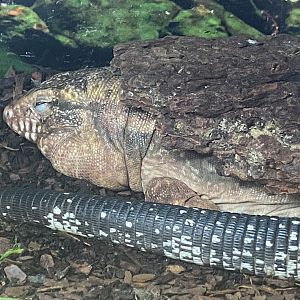 GTKA - Red tegu 190323