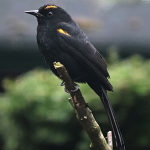 Epaulet/moriche oriole cross