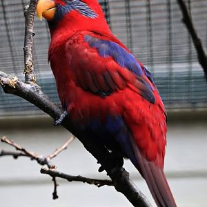 Blue-eared lory (Eos semilarvata)
