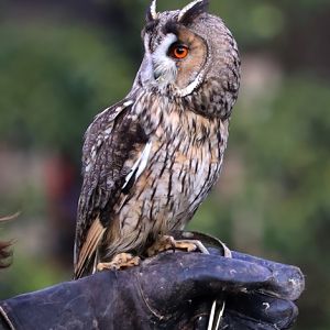 Eurasian Long-eared owl (Asio otus otus)