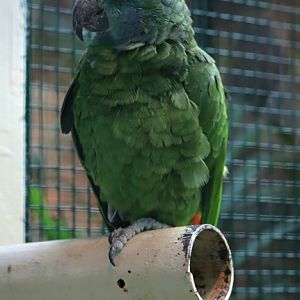 Northern festive Amazon (Amazona bodini)