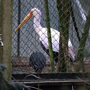 Yellow-billed stork (Mycteria ibis)