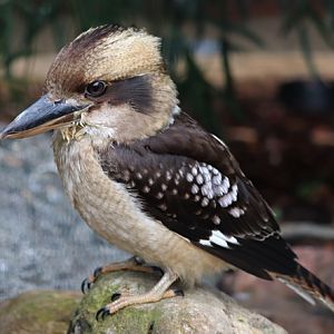 Laughing kookaburra (Dacelo novaeguineae)