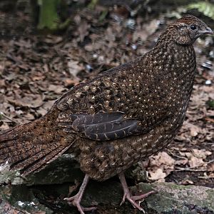 Satyr tragopan (Tragopan satyra), female