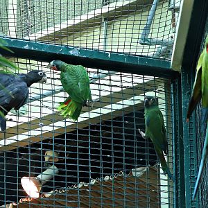 Mixed parrot aviary