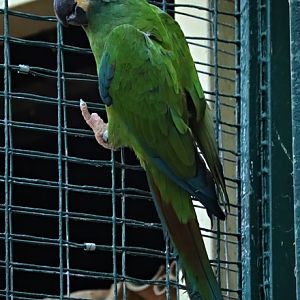 Blue-winged macaw (Primolius maracana)
