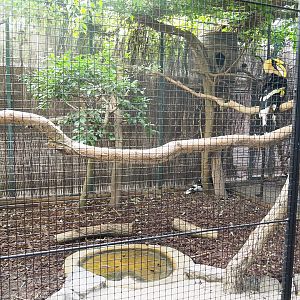 Great hornbill aviary, 2022-08-28