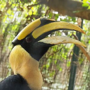 Great hornbill (Buceros bicornis), 2022-08-28