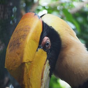 Great hornbill (Buceros bicornis), 2022-08-28