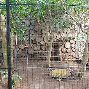 Violet-backed starling, Cinnamon ground dove and Bruce's green pigeon aviary, 2022-08-28