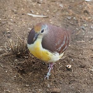 Cinnamon ground dove (Gallicolumba rufigula rufigula), 2022-08-28