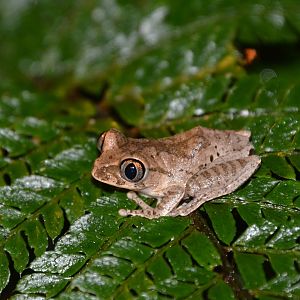 Aubry's tree frog (Leptopelis aubryi)