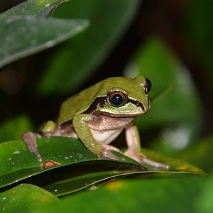 West Cameroon forest treefrog (Leptopelis nordequatorialis)