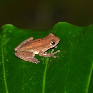 Balfour's reed frog (Hyperolius balfouri)