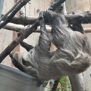 Two Toed Sloth