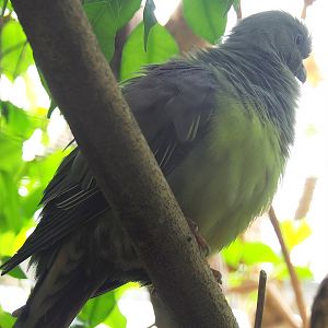 Bruce's green pigeon (Treron waalia), 2022-08-28