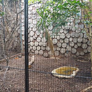 Snowy-crowned robin-chat aviary, 2022-08-28
