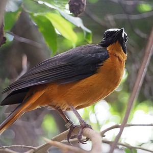 White-crowned robin-chat (Cossypha albicapilla), 2022-08-28