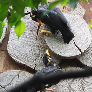 Greater hill mynas (Gracula religiosa intermedia), 2022-08-28