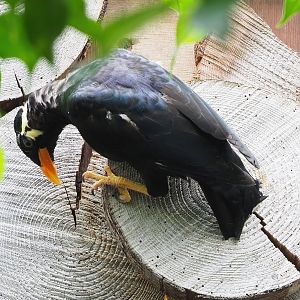 Greater hill myna (Gracula religiosa intermedia), 2022-08-28