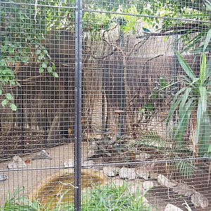 Spangled cotinga, Cinnamon ground dove, Red-whiskered bulbul and Masked lapwing aviary, 2022-08-28