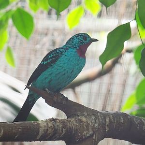 Spangled cotinga (Cotinga cayana), 2022-08-28