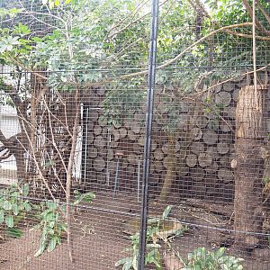 Coleto aviary, 2022-08-28