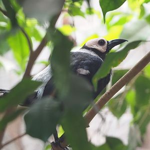 Coleto (Sarcops calvus), 2022-08-28