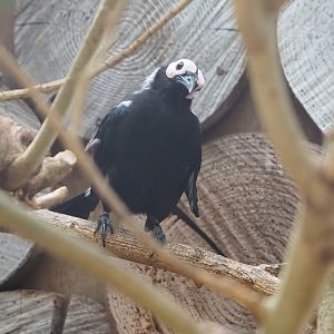 Coleto (Sarcops calvus), 2022-08-28