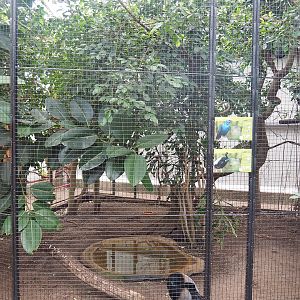 Grey-crowned trumpeter and Purple glossy starling aviary, 2022-08-28