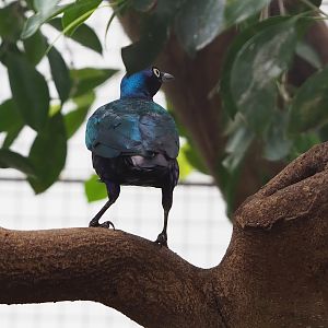 Purple glossy starling (Lamprotornis purpureus), 2022-08-28